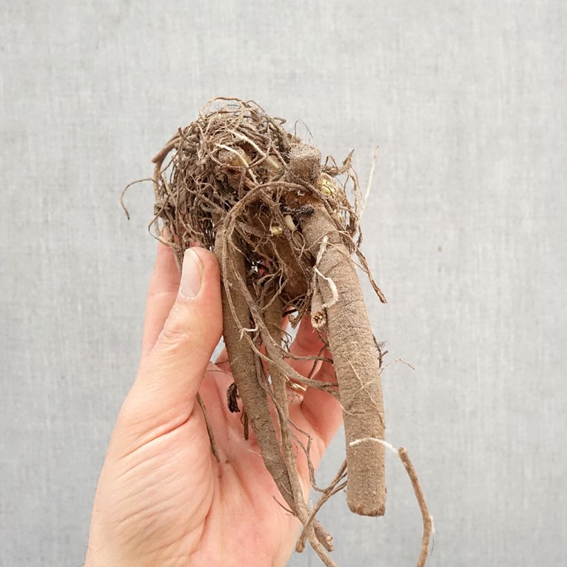 Dahlia Klondyke Bulb size I sample as delivered in spring