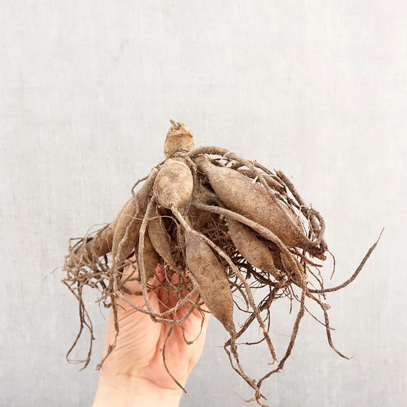 Dahlia Melody Allegro Bulb size I sample as delivered in spring