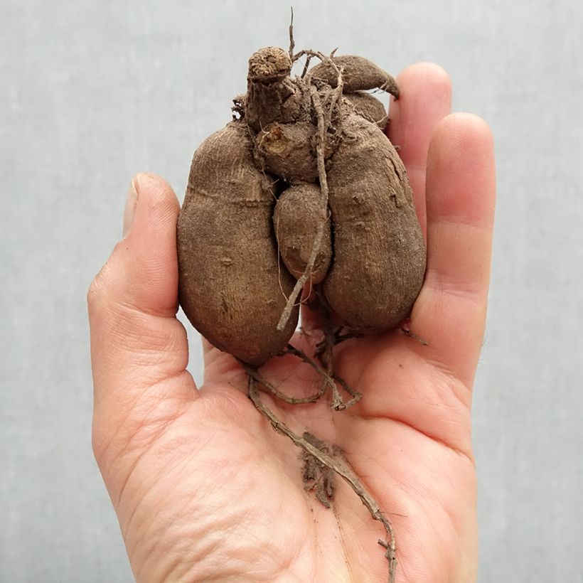 Dahlia Purple Jewel Bulb sample as delivered in spring