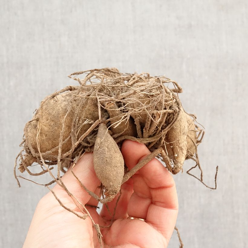 Dahlia Red Nose Bulb sample as delivered in spring