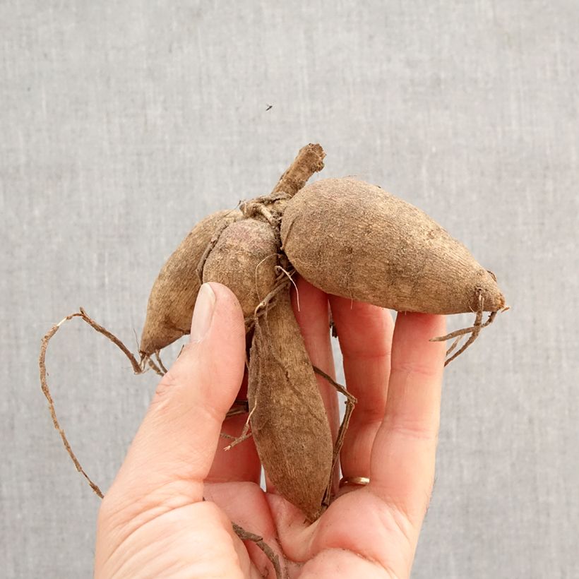 Dahlia Red and White Emperor Bulb size I sample as delivered in spring