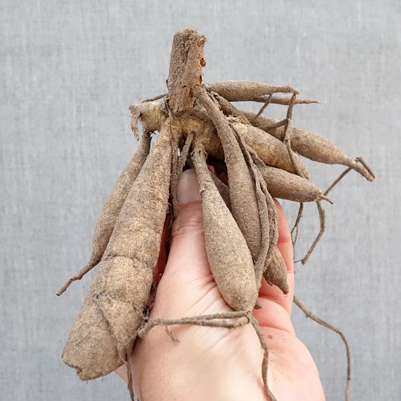 Dahlia Twinings After Eight Bulb sample as delivered in spring