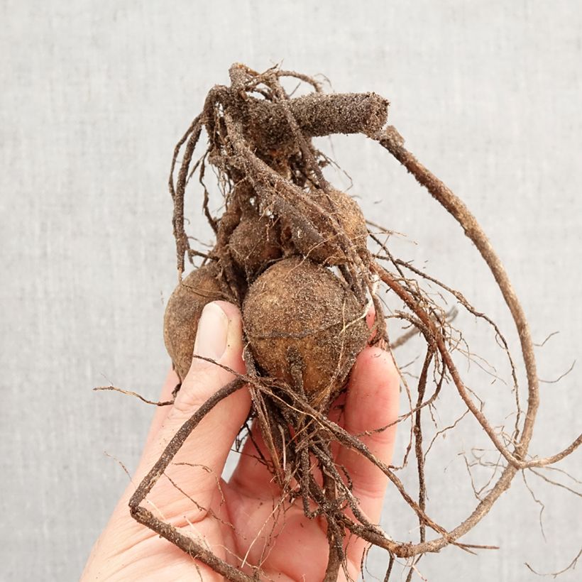 Dahlia Twyning's Smartie Bulb size I sample as delivered in spring