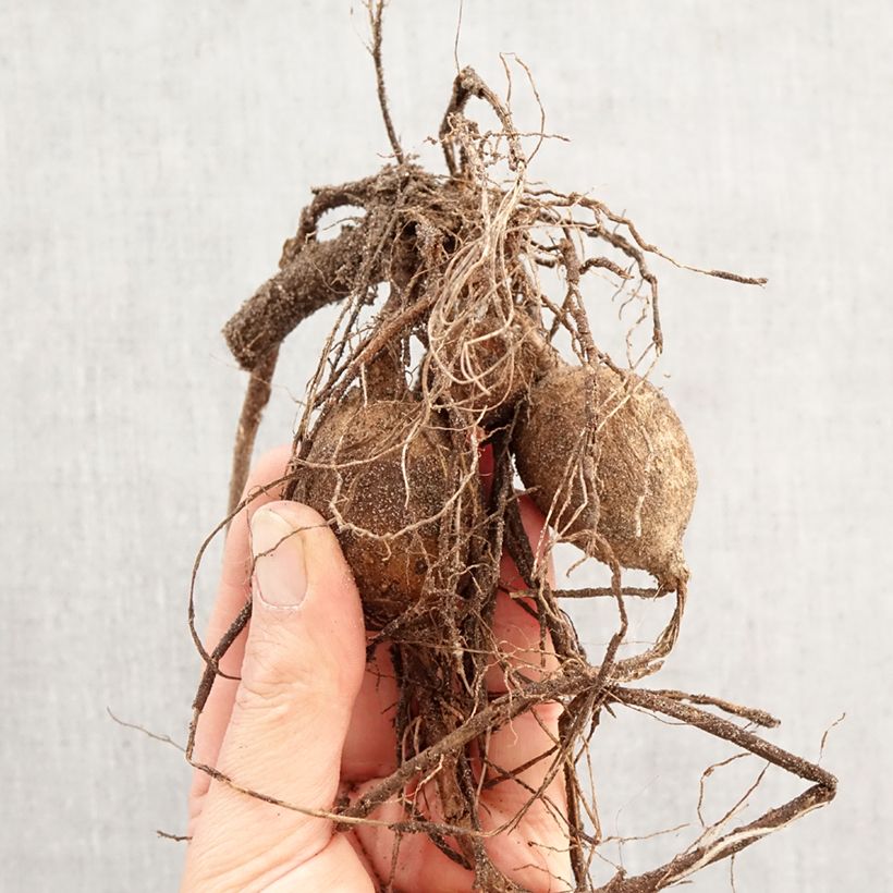 Dahlia Pink Giraffe Bulb sample as delivered in spring