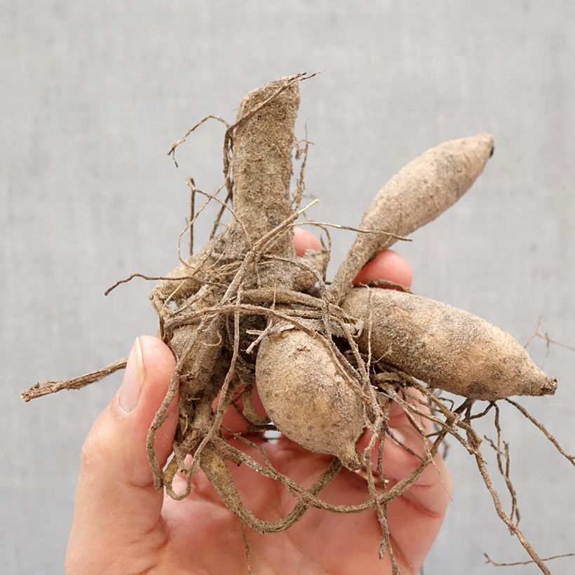 Dahlia Fatima Bulb sample as delivered in spring