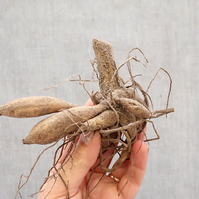 Dahlia Franz Kafka Bulb size I sample as delivered in spring