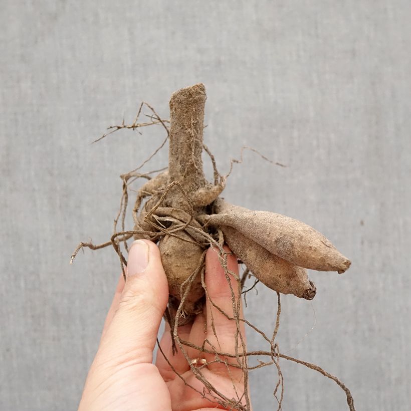 Dahlia Icoon Bulb size I sample as delivered in spring