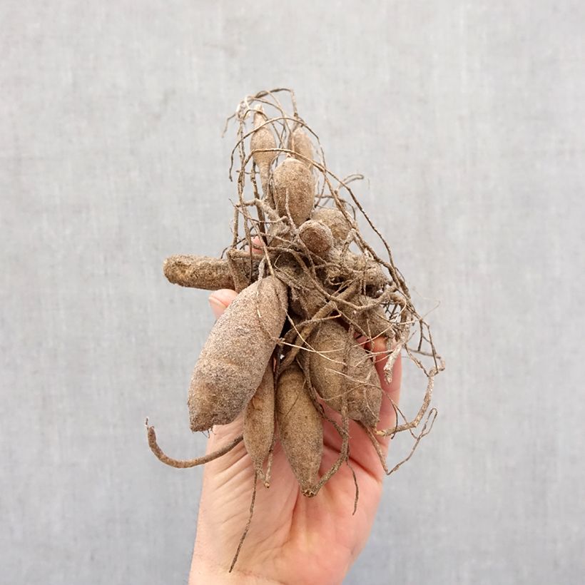 Dahlia Little William Bulb size I sample as delivered in spring