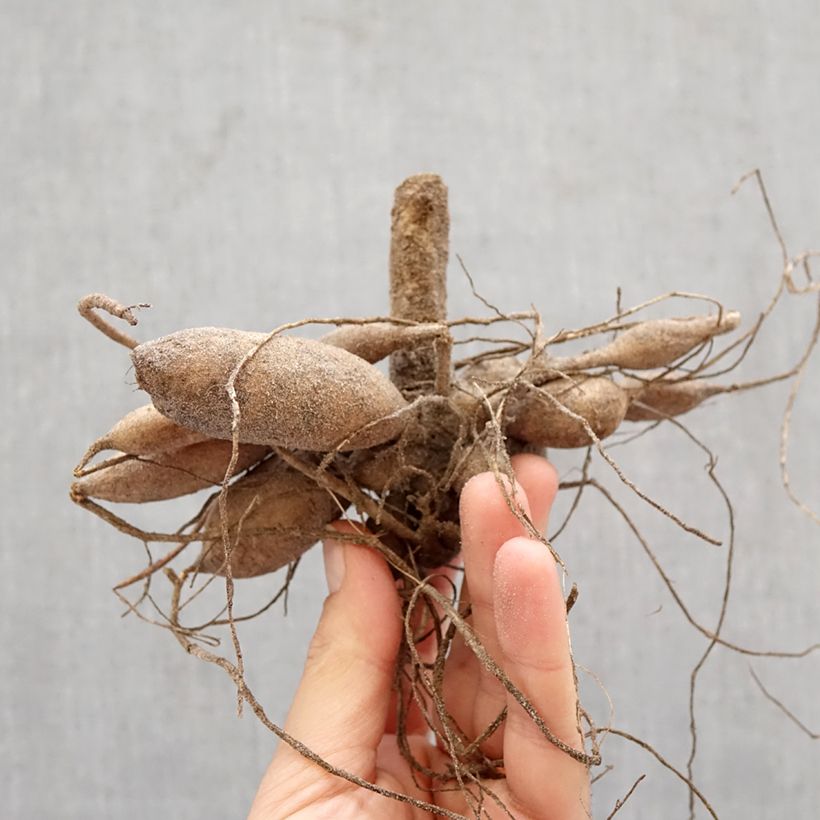 Dahlia Nescio Bulb size I sample as delivered in spring