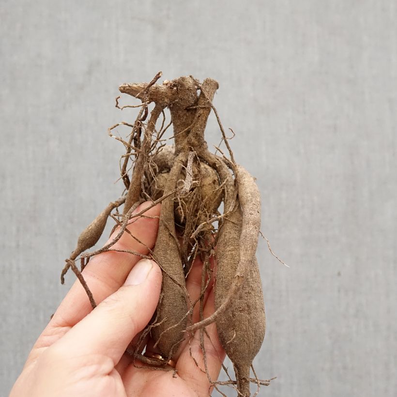 Dahlia Blackberry Ripple Bulb size I sample as delivered in spring