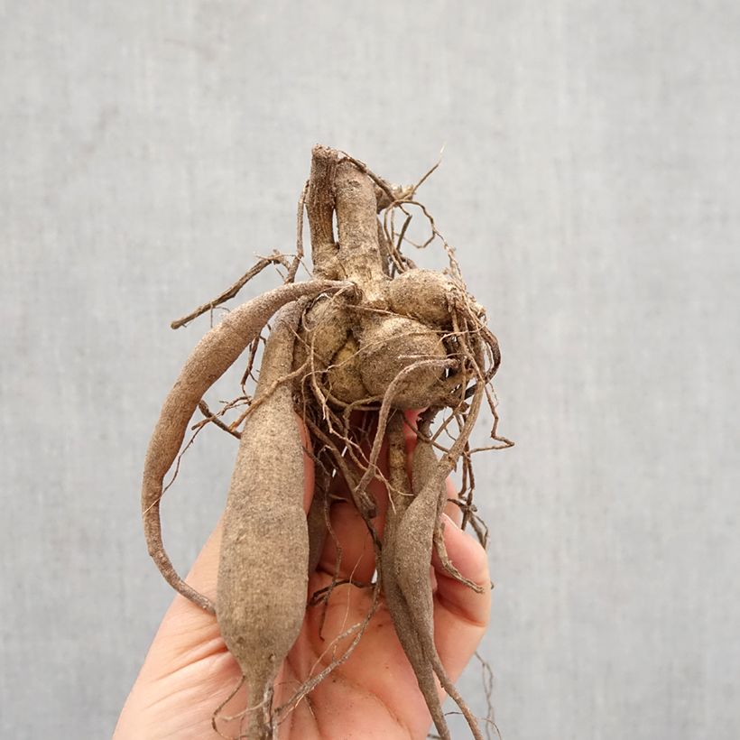 Dahlia Color Spectacle Bulb size I sample as delivered in spring