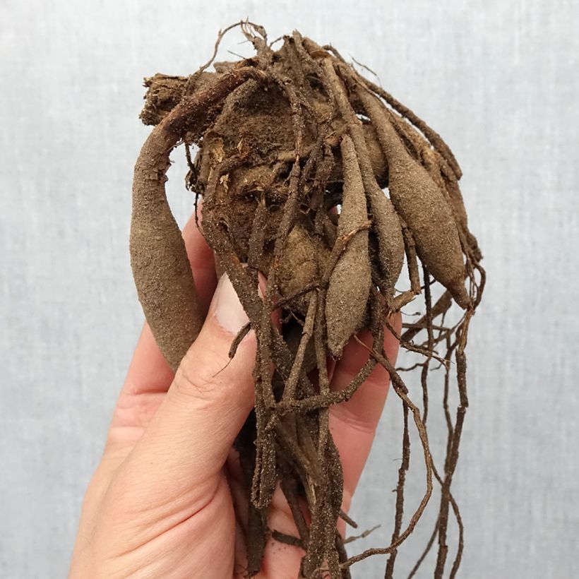 Dahlia Fired Up Bulb size I sample as delivered in spring