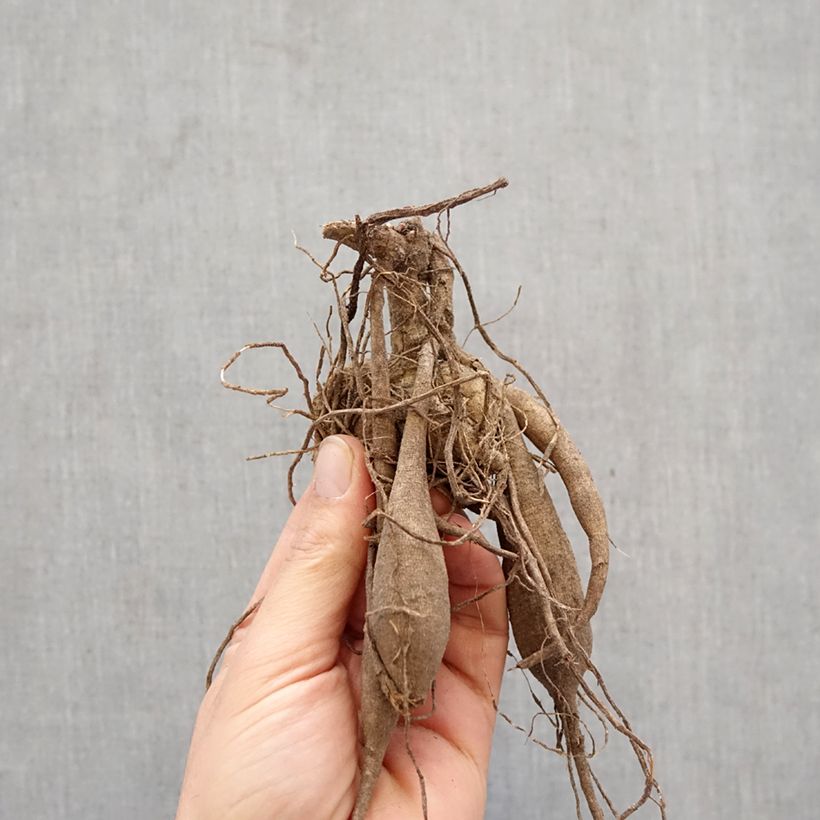 Dahlia Match Bulb sample as delivered in spring