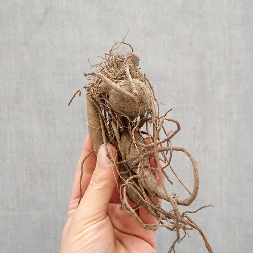 Dahlia Okapi Sunset Bulb size I sample as delivered in spring