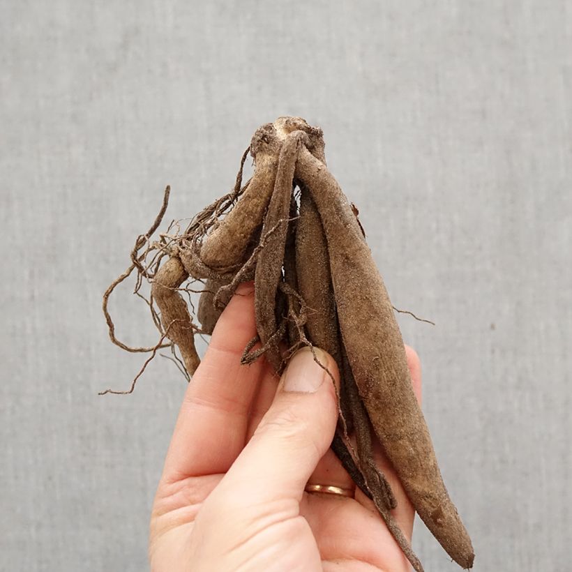 Dahlia Veritable Bulb size I sample as delivered in spring