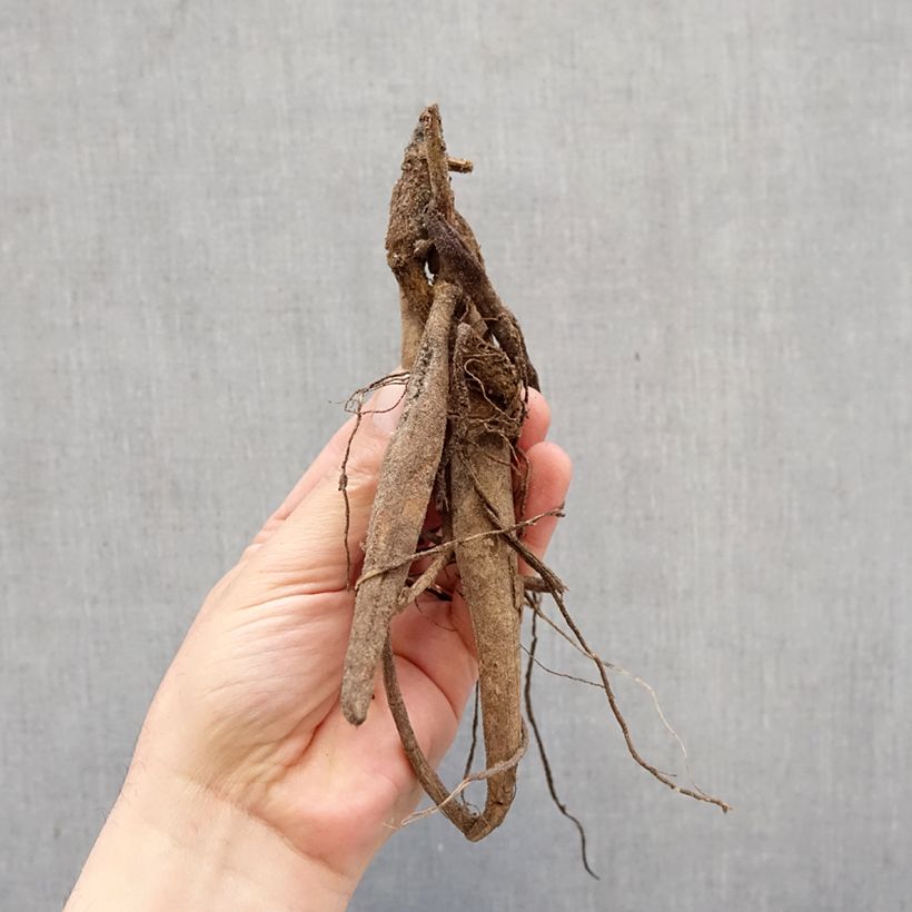 Dahlia Wittemans Best Bulb size I sample as delivered in spring