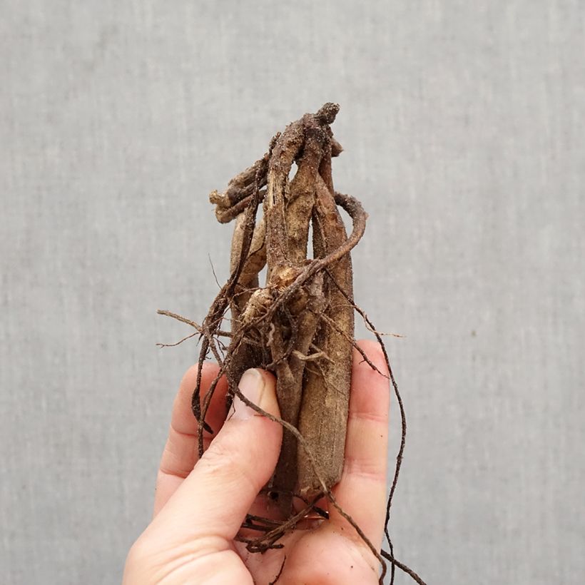 Dahlia Worton Blue Streak Bulb sample as delivered in spring