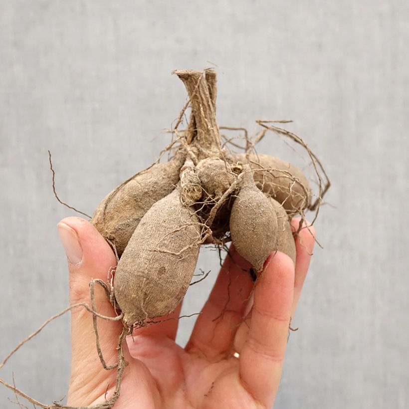 Dahlia Symphony Bulb size I sample as delivered in spring