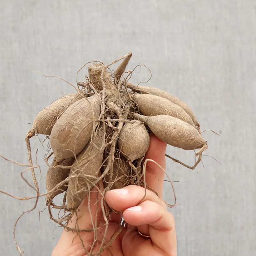 Dahlia Temple of Beauty Bulb size I sample as delivered in spring