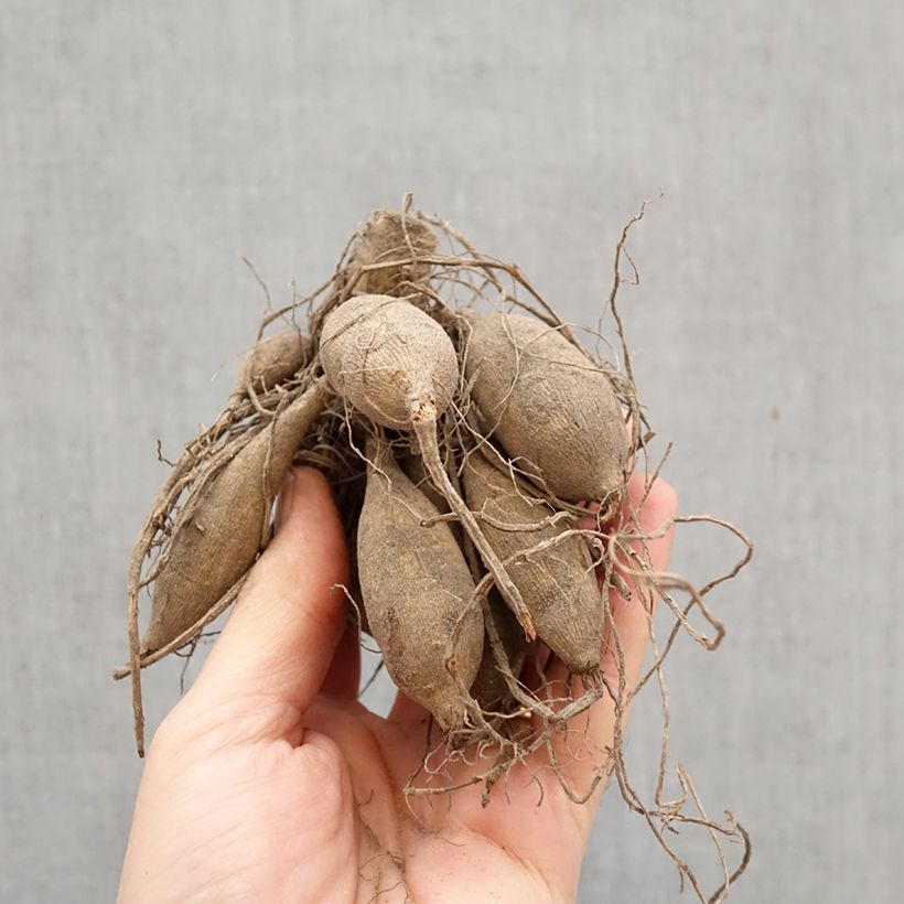 Dahlia Verrone’s DF Bulb size I sample as delivered in spring