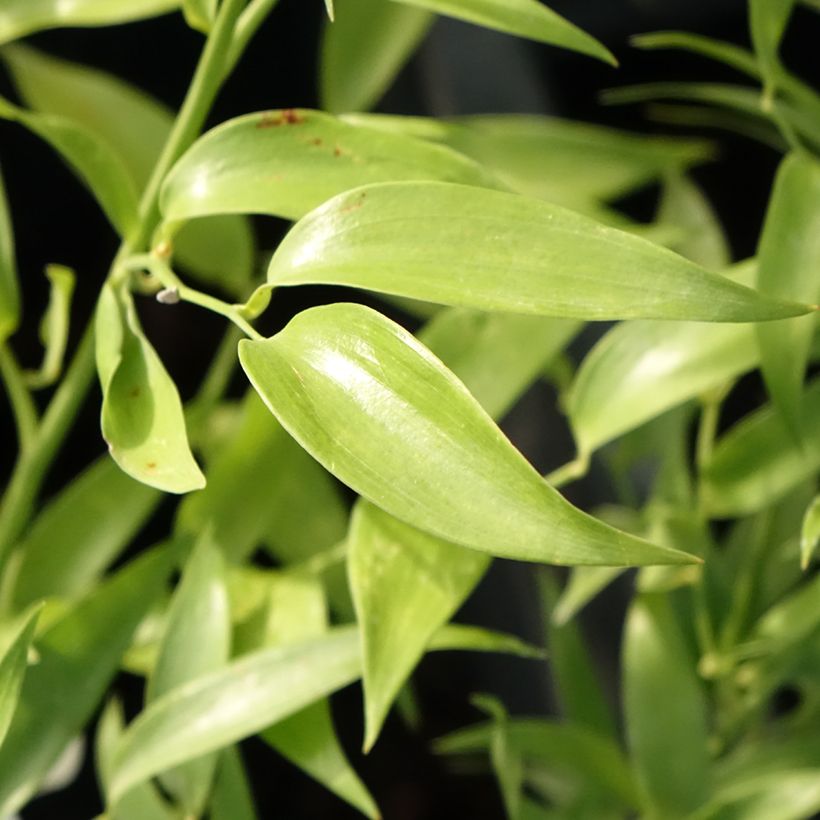 Danae racemosa - Alexandrian Laurel  (Foliage)
