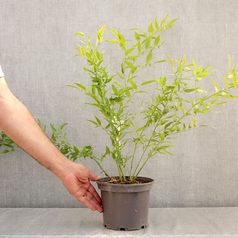Danae racemosa - Alexandrian Laurel  3L/4L pot sample as delivered in summer