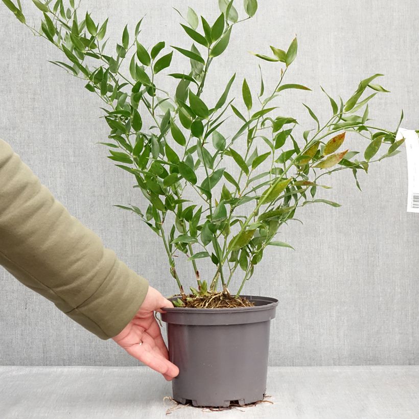 Danae racemosa - Alexandrian Laurel  3L/4L pot sample as delivered in winter