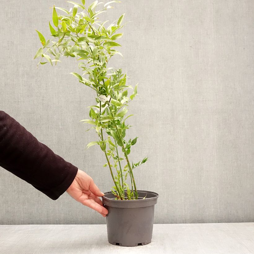 Danae racemosa - Alexandrian Laurel  3L/4L pot sample as delivered in spring