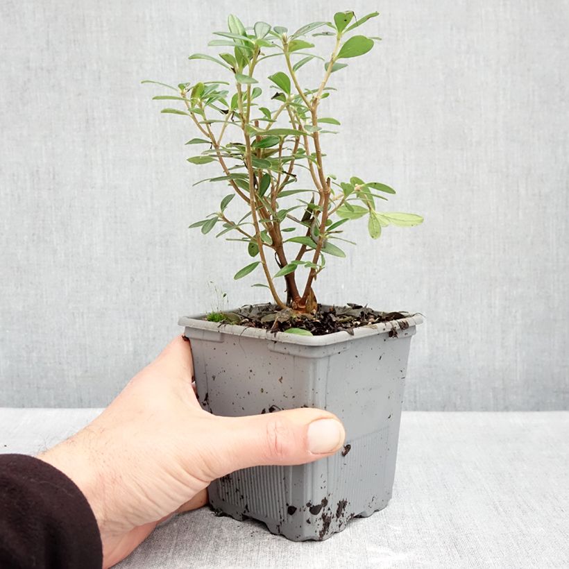 Daphne Sweetheart 1L/1.5L pot sample as delivered in autumn