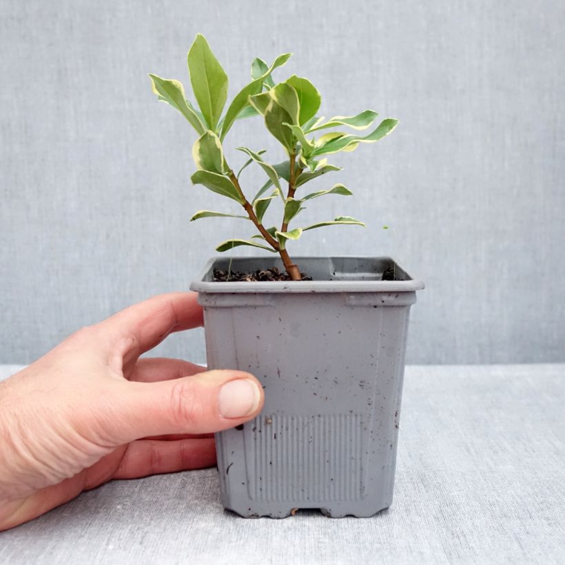 Daphne odora Rogaldor 1L/1.5L pot sample as delivered in autumn