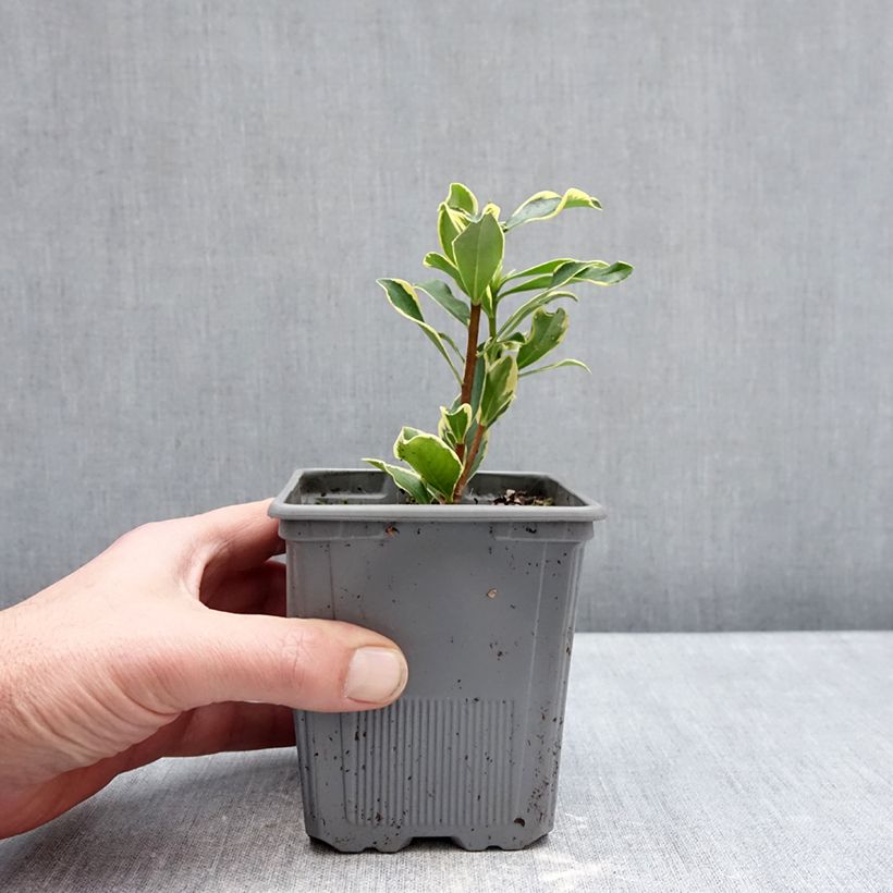 Daphne odora Rogaldor 1L/1.5L pot sample as delivered in winter