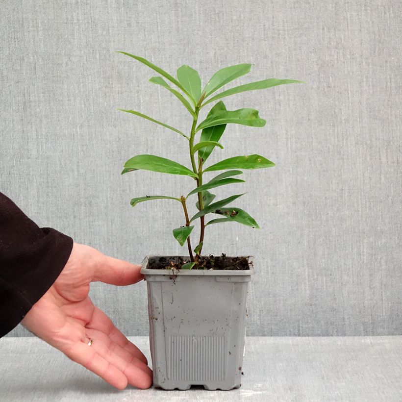 Daphne Perfume Princess 1L/1.5L pot sample as delivered in autumn