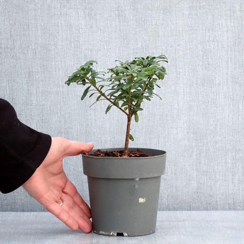 Daphne transatlantica Eternal Fragrance Blafra 1L/1.5L pot sample as delivered in winter