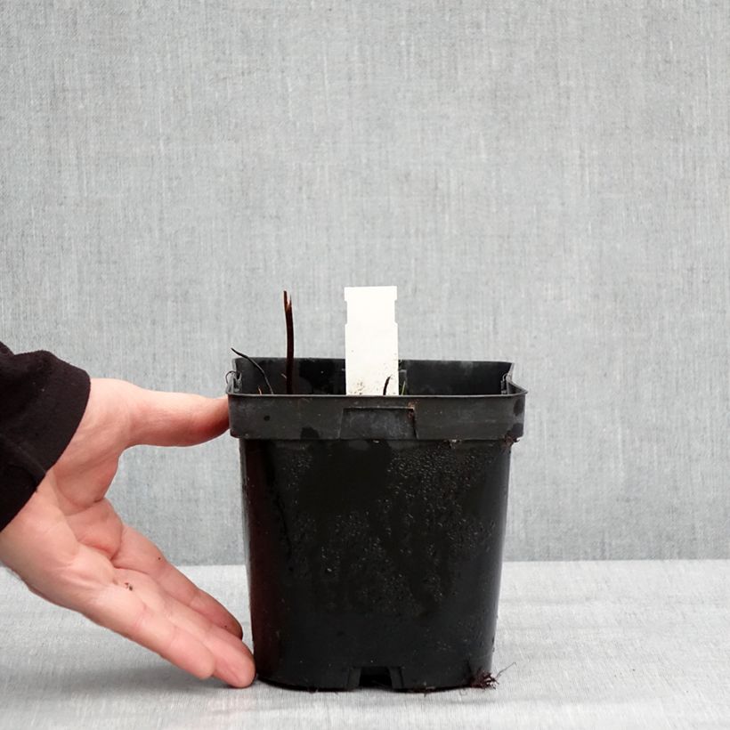 Darmera peltata 2L/3L pot sample as delivered in winter