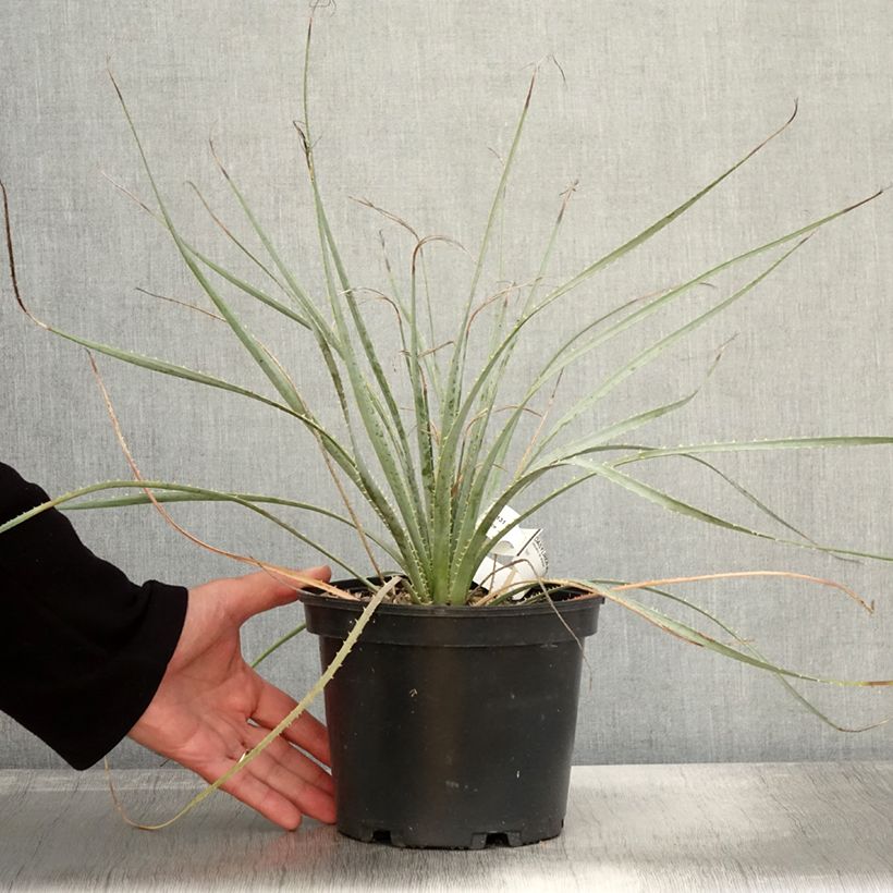 Dasylirion wheeleri - Sotol 3L/4L pot sample as delivered in autumn