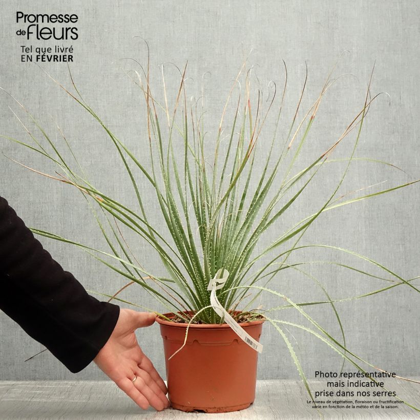 Dasylirion wheeleri - Sotol 3L/4L pot sample as delivered in winter