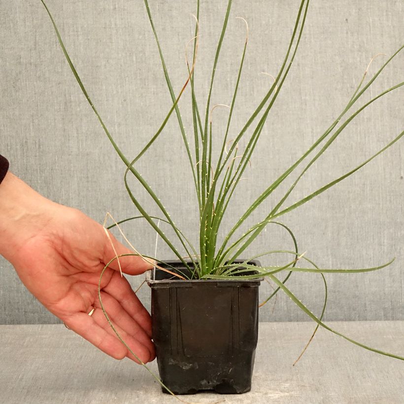 Dasylirion wheeleri - Sotol 12cm pot sample as delivered in spring