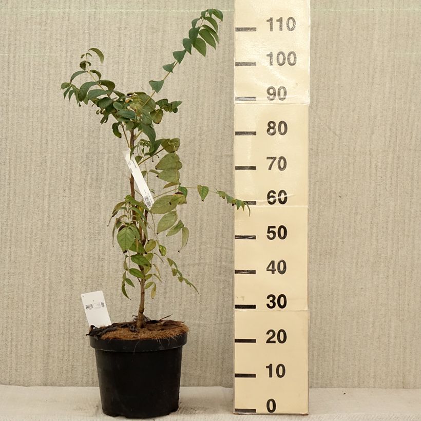 Decaisnea fargesii - Blue sausage fruit 7.5L/10L pot sample as delivered in autumn