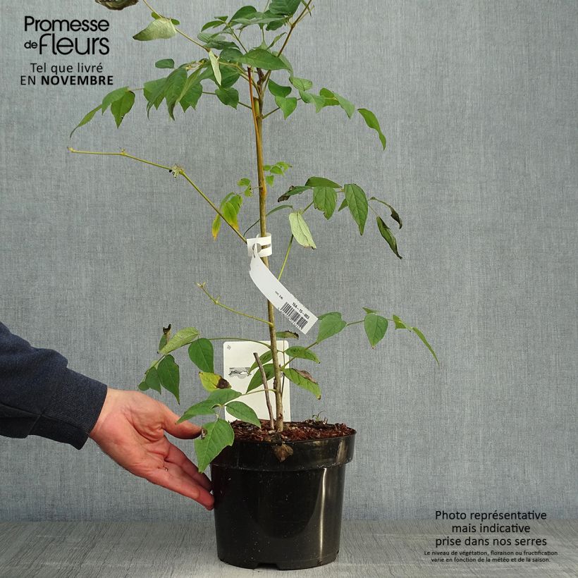 Decaisnea fargesii - Blue sausage fruit 2L/3L pot sample as delivered in autumn