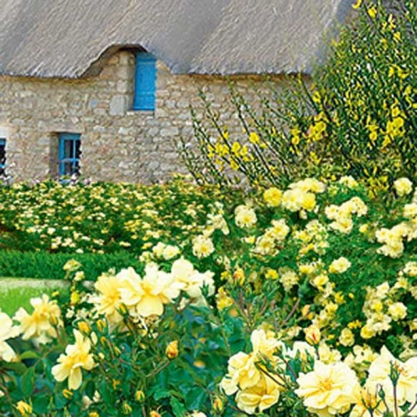 Rosa Decorosier Celina (Plant habit)