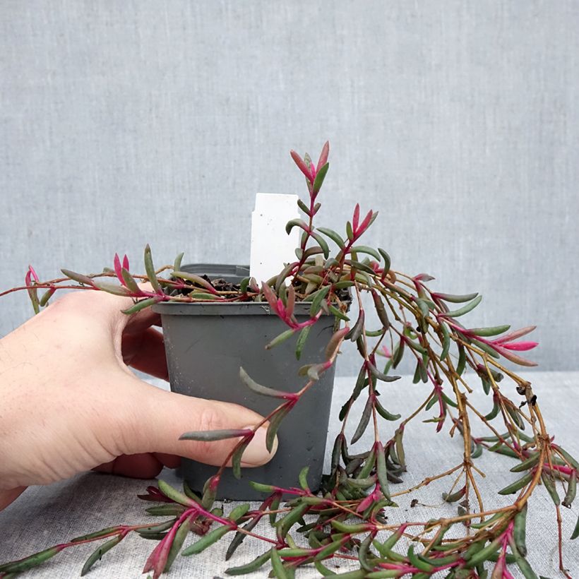 Delosperma Desert Dancers Purple - Ice Plant 8/9 cm pot sample as delivered in winter