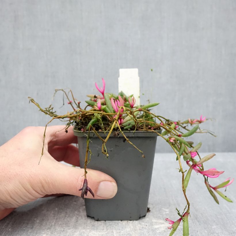 Delosperma Desert Dancers Red - Ice Plant 8/9 cm pot sample as delivered in winter