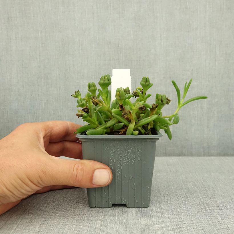 Delosperma nubigenum Ocean Sunset® Orange Glow  8/9 cm pot sample as delivered in summer