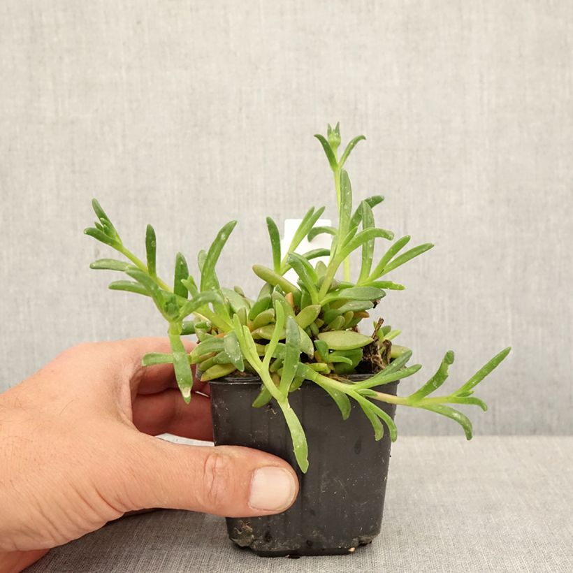 Delosperma nubigenum Ocean Sunset® Orange Glow  8/9 cm pot sample as delivered in spring