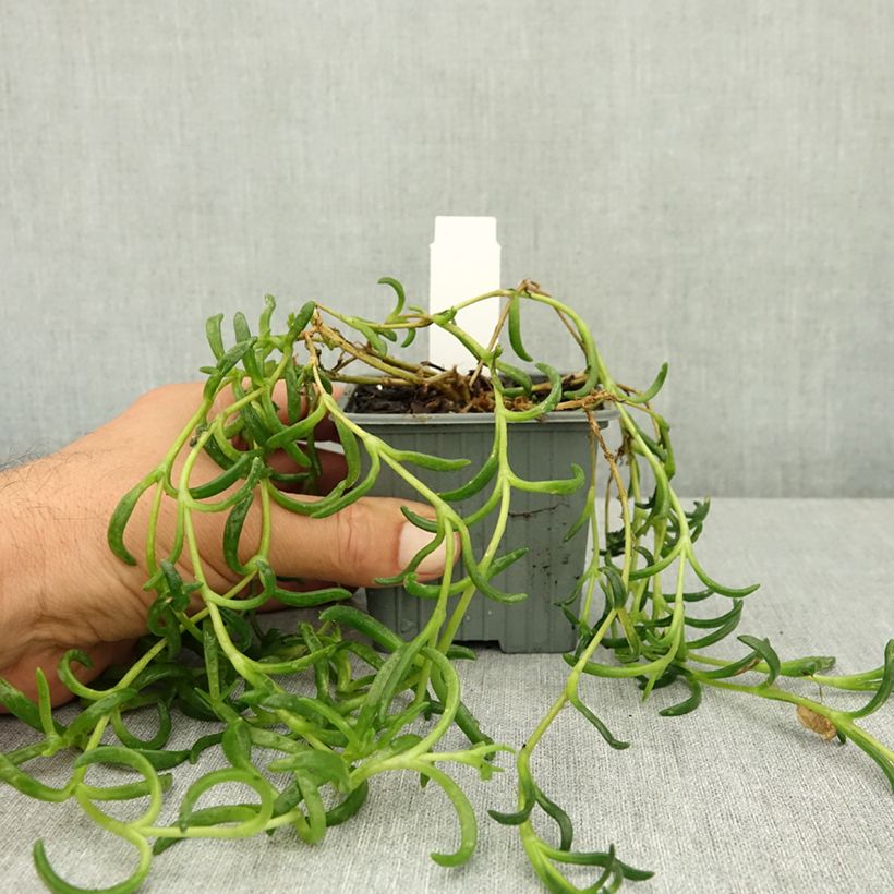 Delosperma Sunset® Orange Vibe -Ice plant 8/9 cm pot sample as delivered in summer