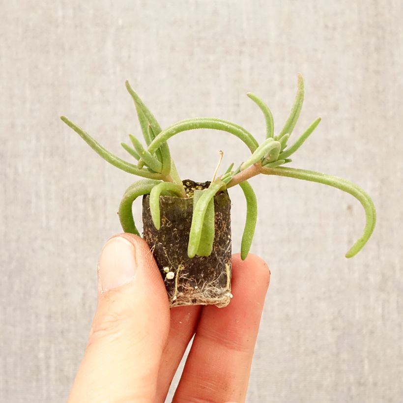 Delosperma congestum x cooperi Royal Ranger Red Plug plant 3/4cm sample as delivered in spring