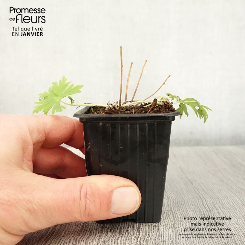 Delphinium Casa Blanca - Larkspur 7/8 cm pot sample as delivered in winter