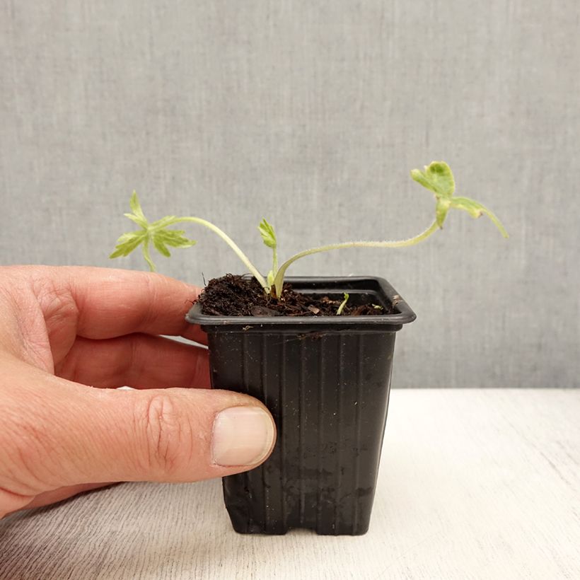 Delphinium Casa Blanca - Larkspur 7/8 cm pot sample as delivered in spring