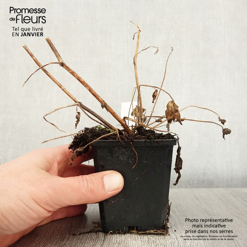 Delphinium Magic Fountains Dark Blue-White Bee - Larkspur 8/9 cm pot sample as delivered in winter