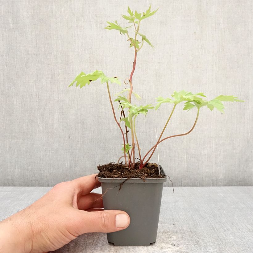 Delphinium Magic Fountains Deep Rose-White Bee - Larkspur 8/9 cm pot sample as delivered in spring